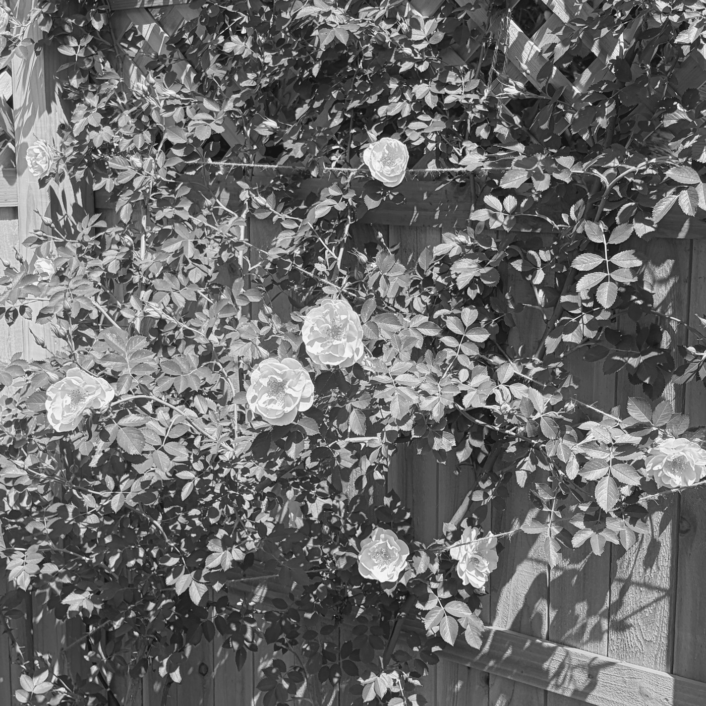Climbing roses on a wooden garden fence, photographed in black and white